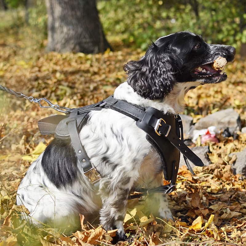 Черная кожаная шлейка для собак породы спаниель «Working Dog»